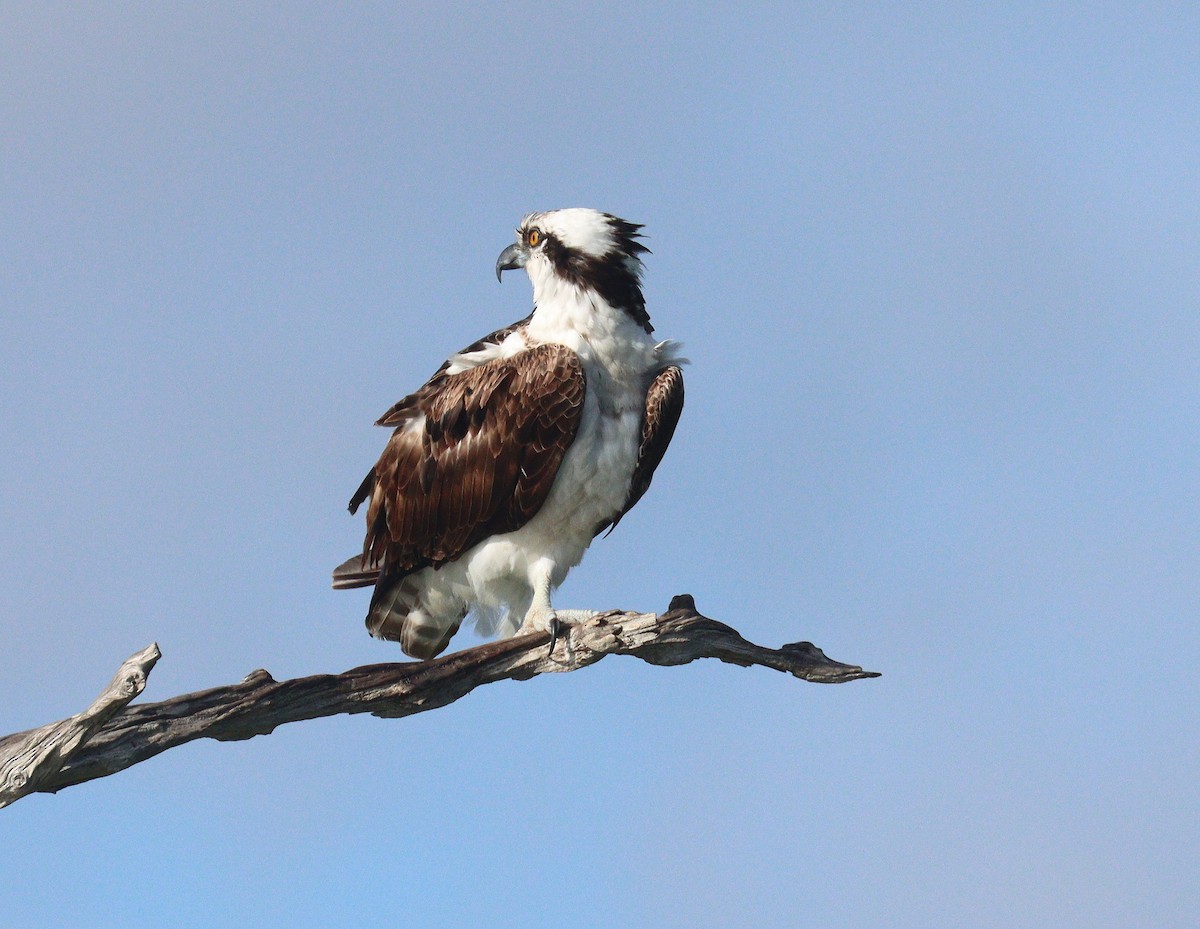 魚鷹 - ML652029890