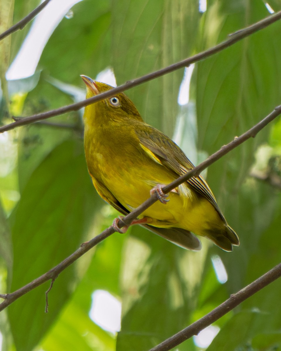 Band-tailed Manakin - ML652029902