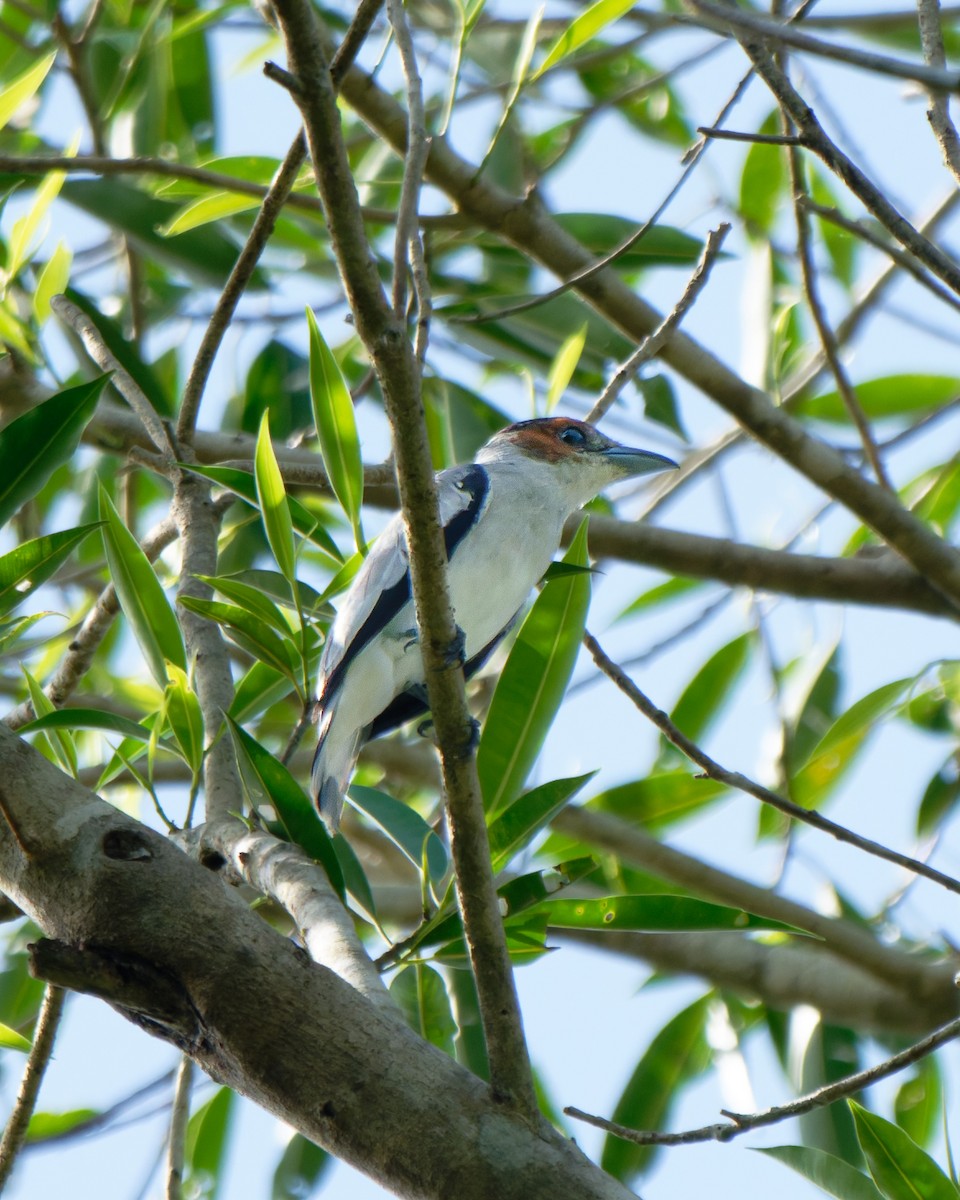 Black-crowned Tityra - ML652029921