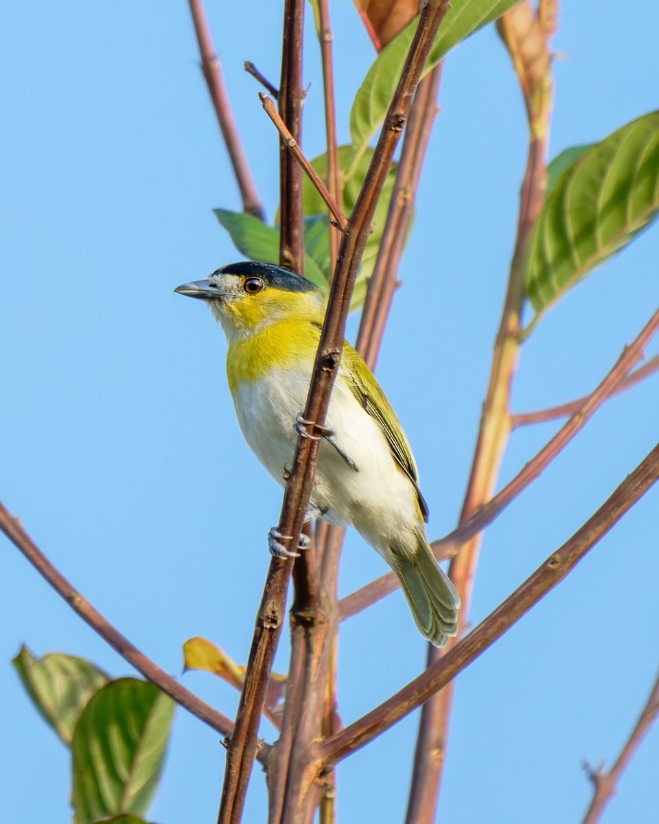 Green-backed Becard - ML652029928