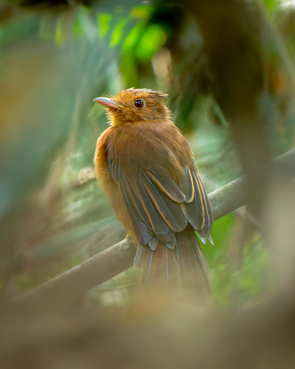 Rufous Twistwing - ML652029938