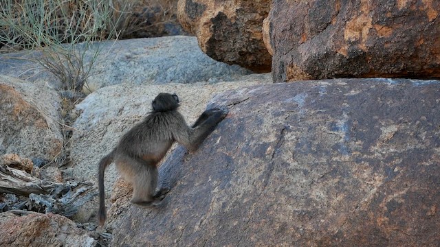 Chacma Baboon - ML652029946
