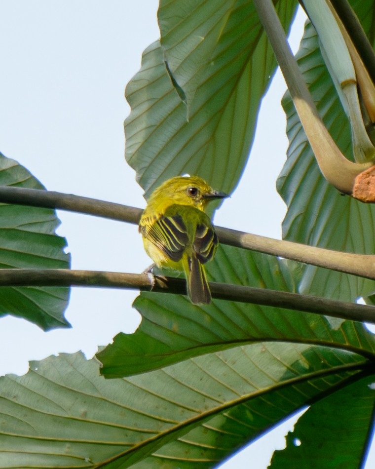 Olive-faced Flatbill - ML652029956