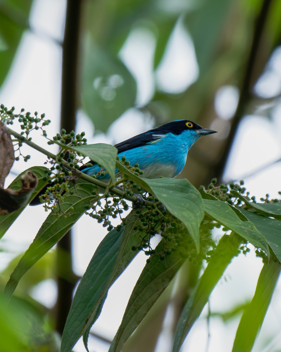 Black-faced Dacnis - ML652029974