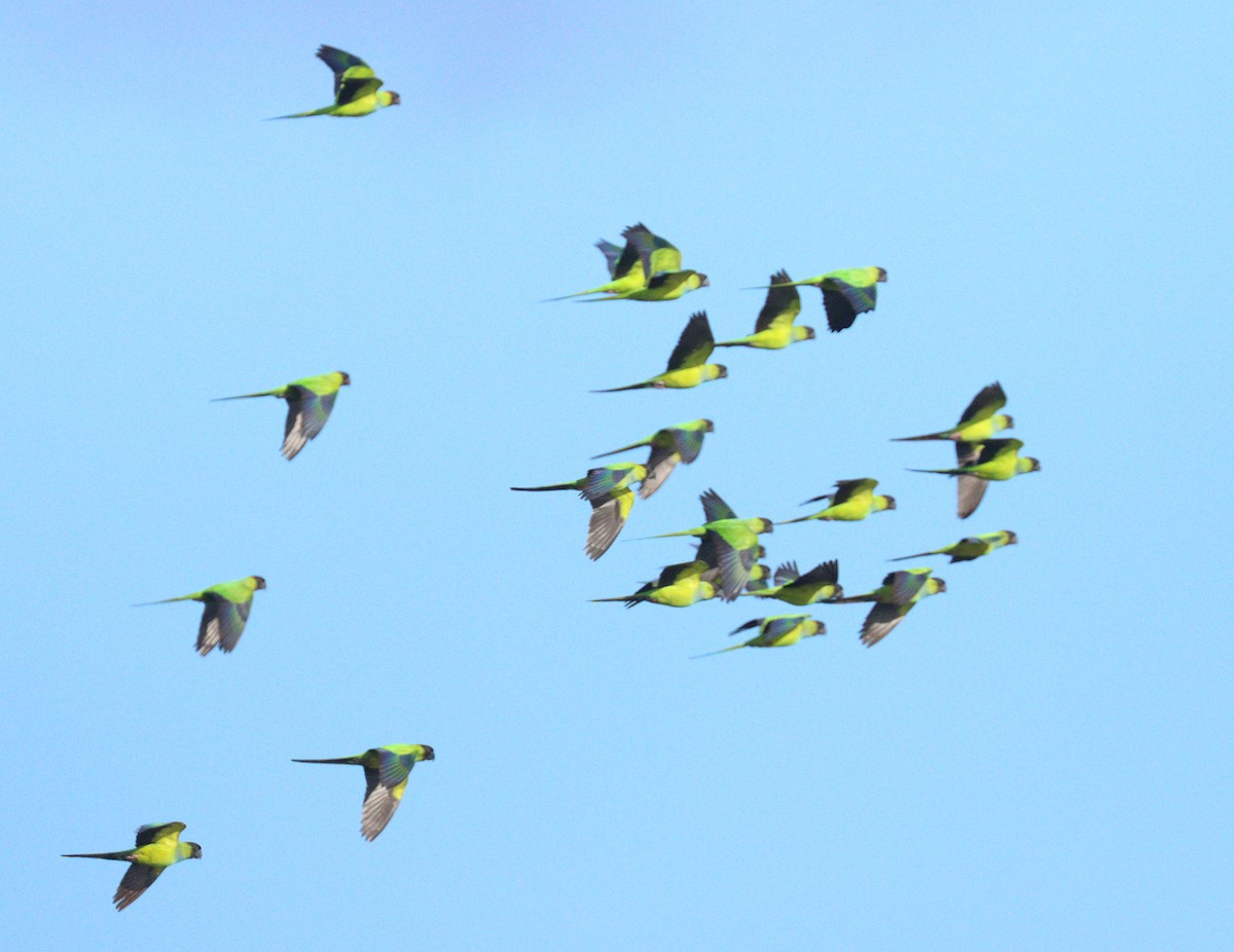 Nanday Parakeet - ML652030002