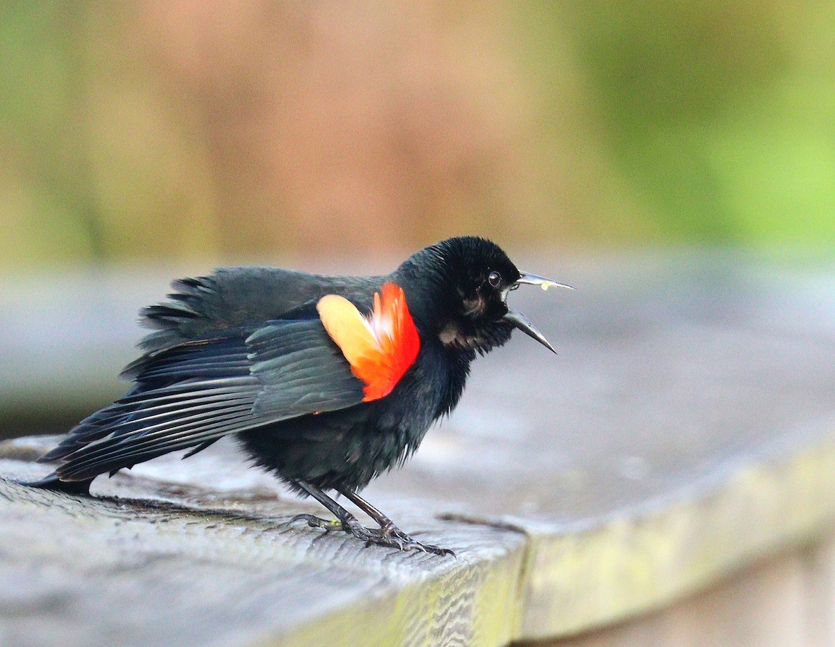 Red-winged Blackbird - ML652030056