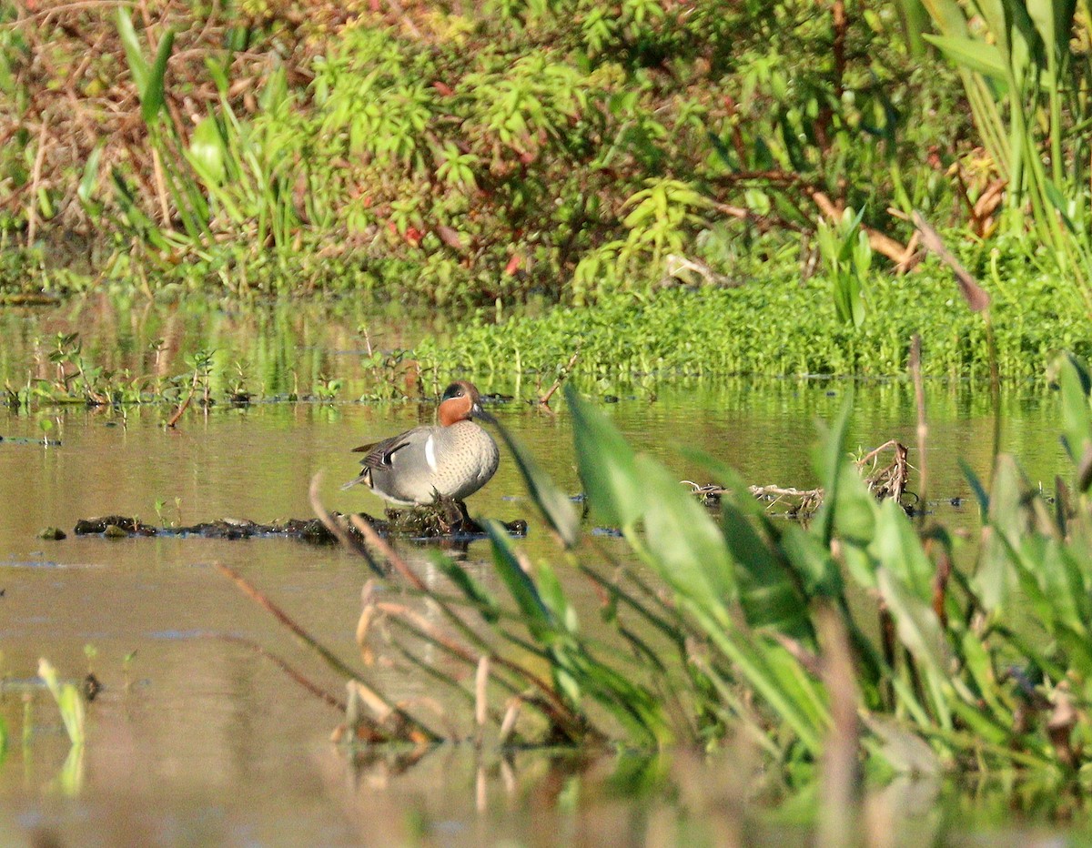 小水鴨 - ML652030110