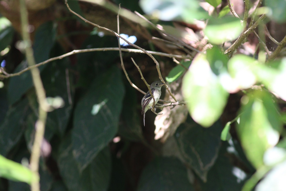 Восточный мухолов - ML652030345