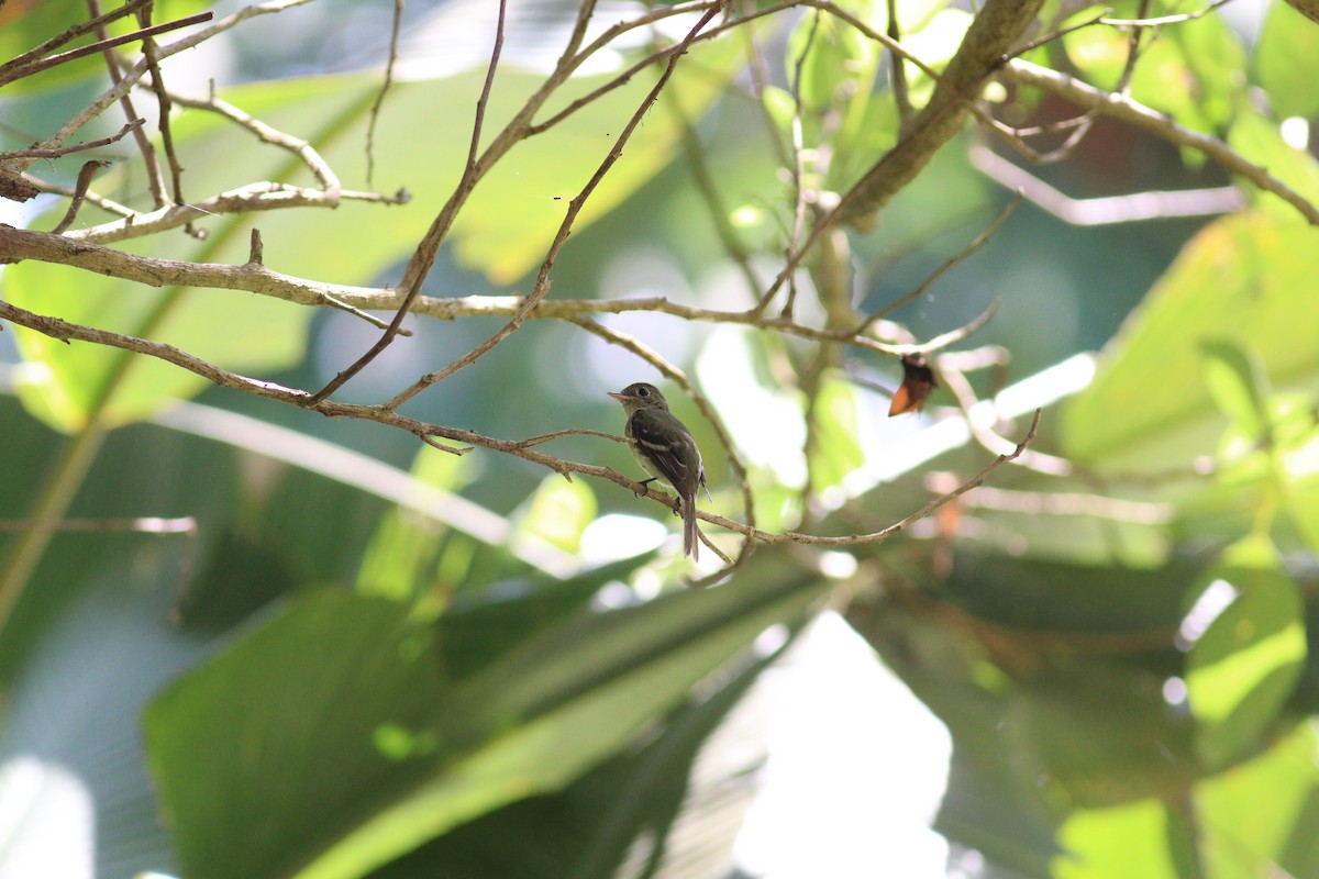 Восточный мухолов - ML652030346