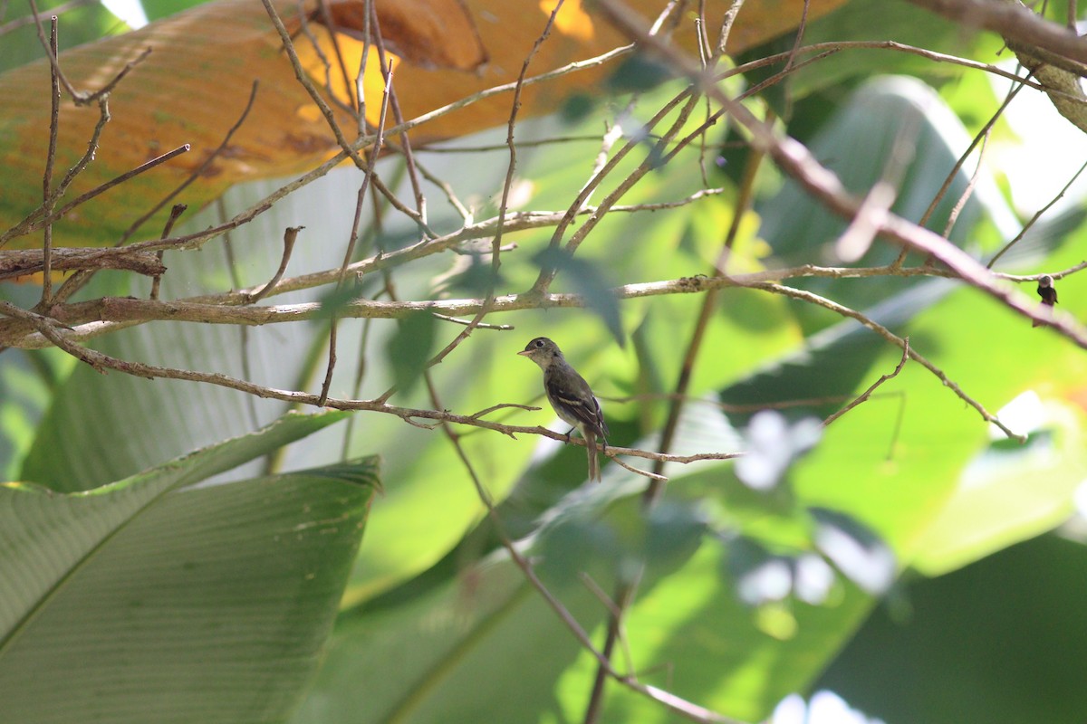 Восточный мухолов - ML652030347