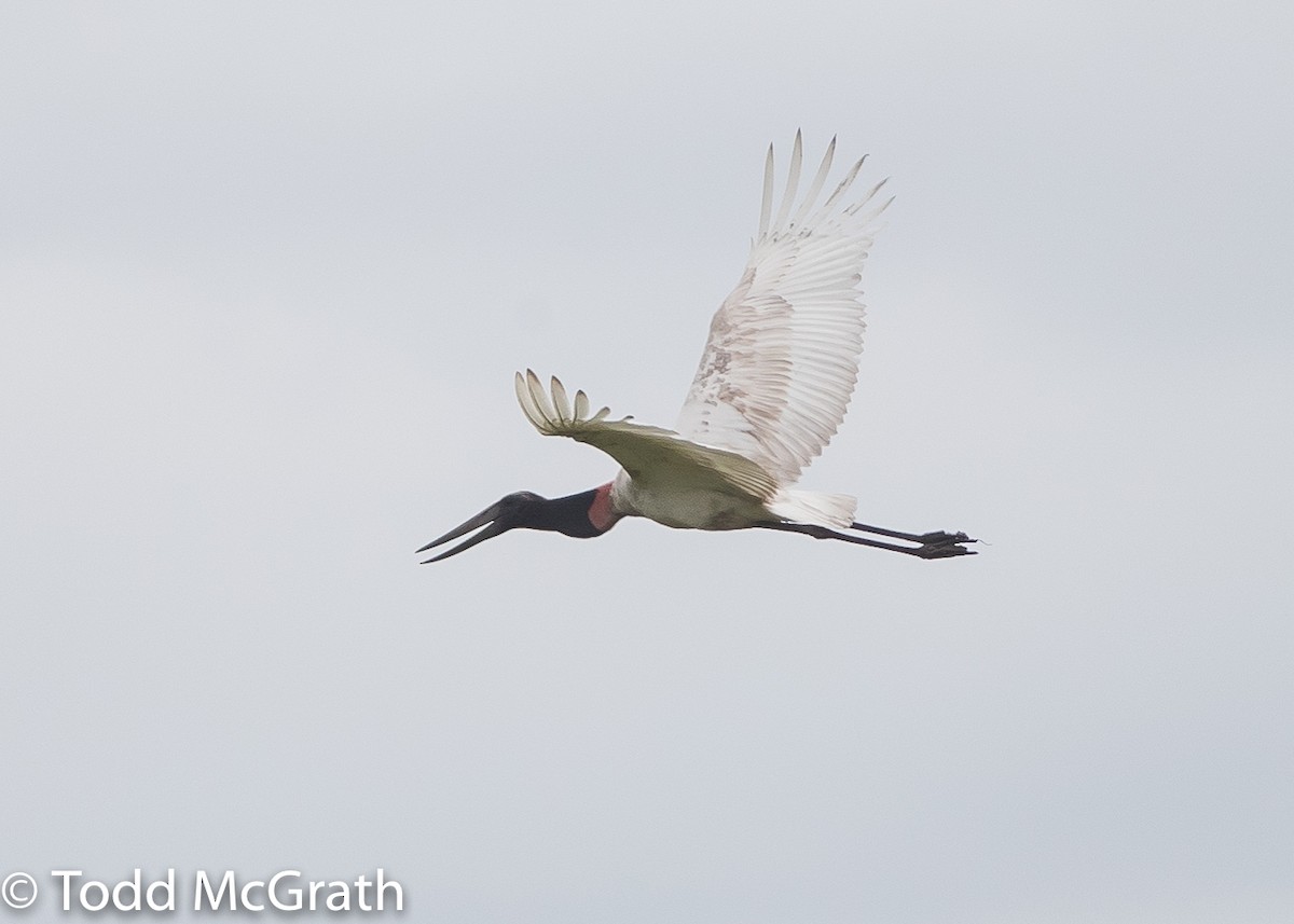 Jabiru d'Amérique - ML65203101