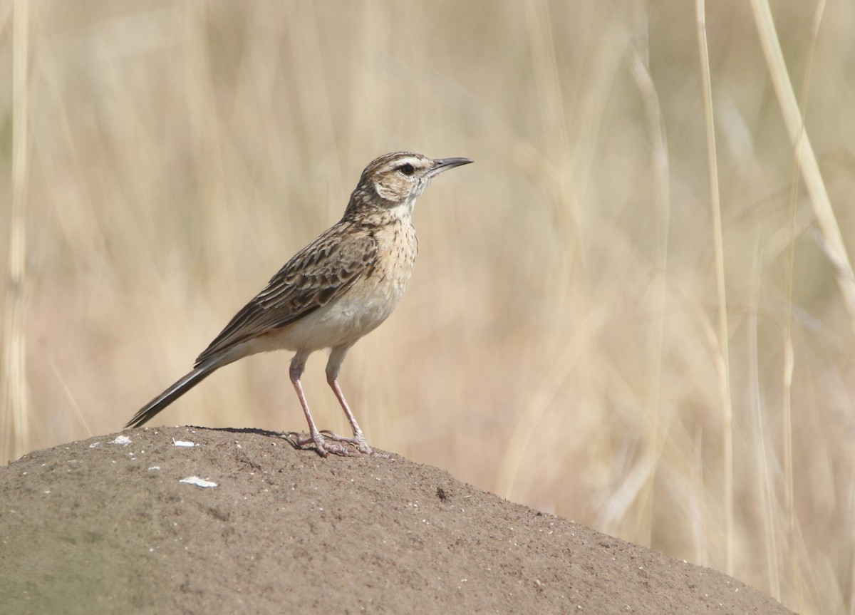 Short-clawed Lark - ML652031816