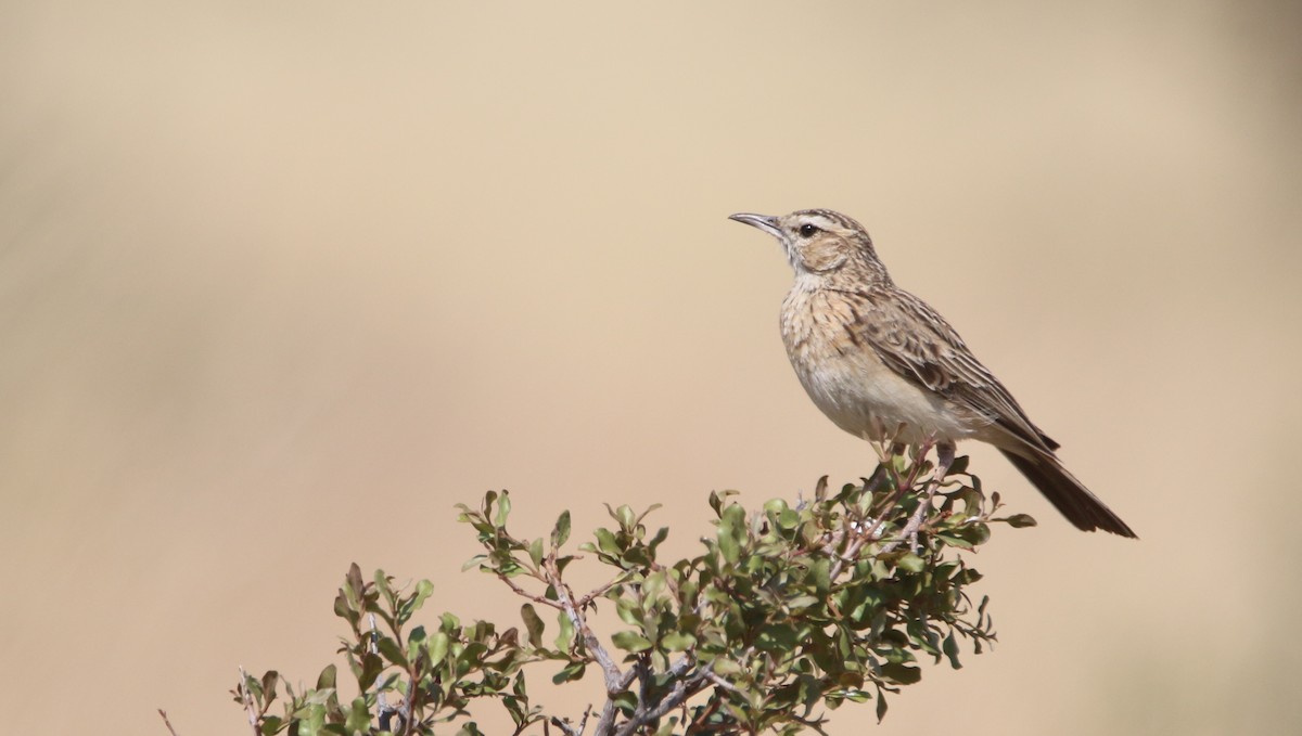Short-clawed Lark - ML652031817