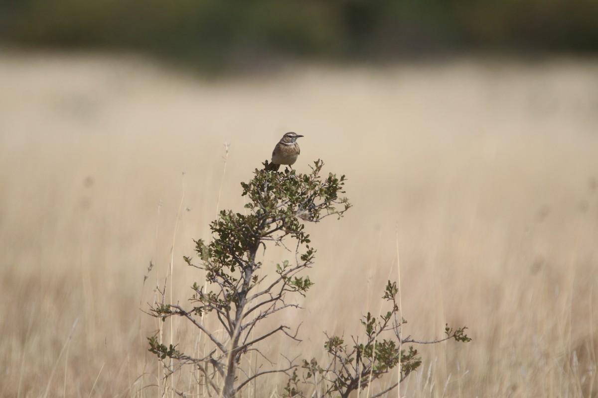 Short-clawed Lark - ML652031818