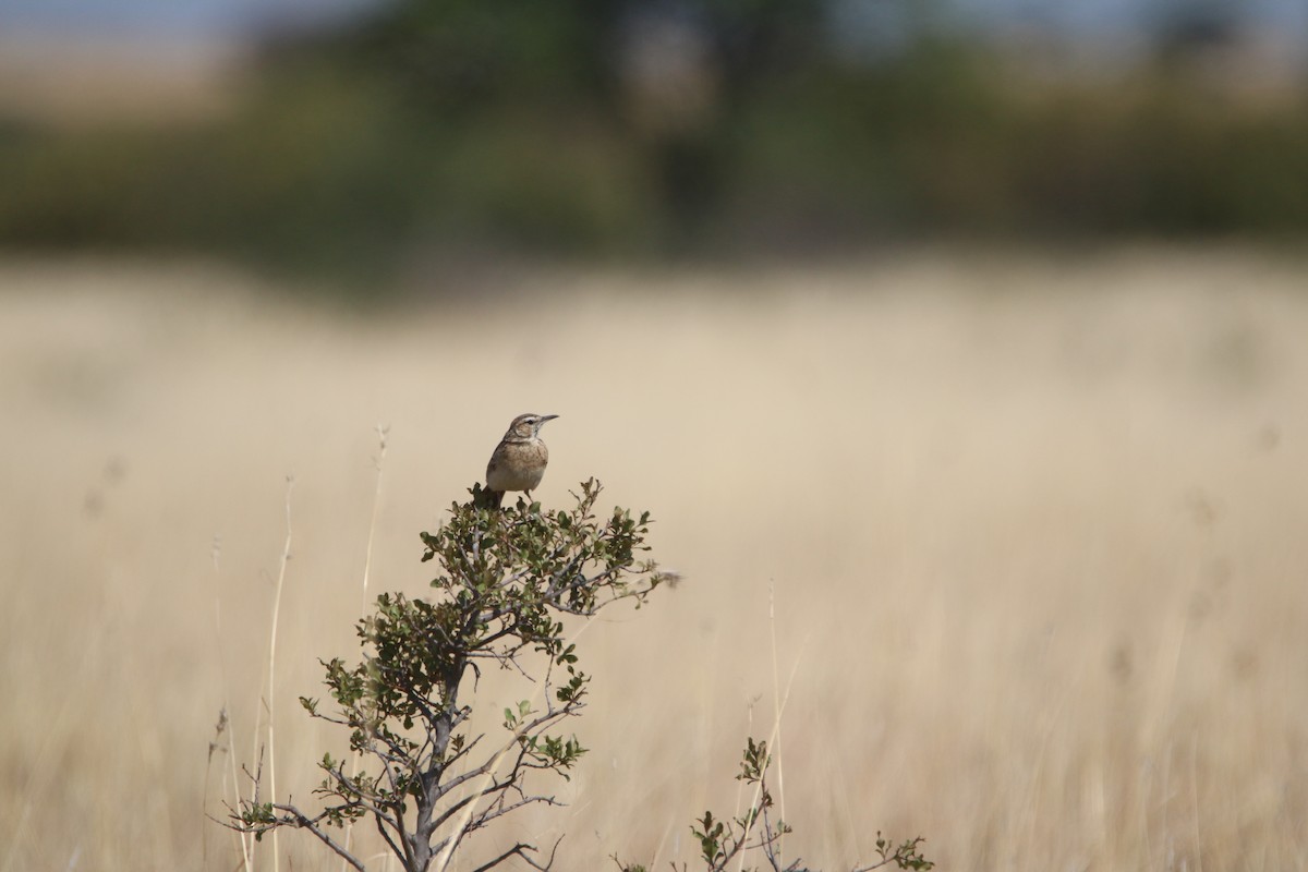 Short-clawed Lark - ML652031819