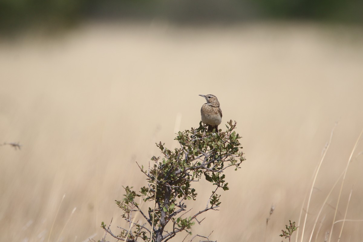 Short-clawed Lark - ML652031820
