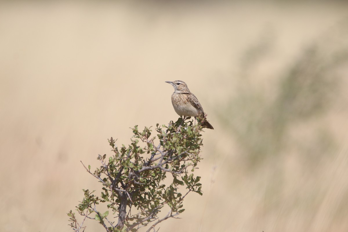 Short-clawed Lark - ML652031821
