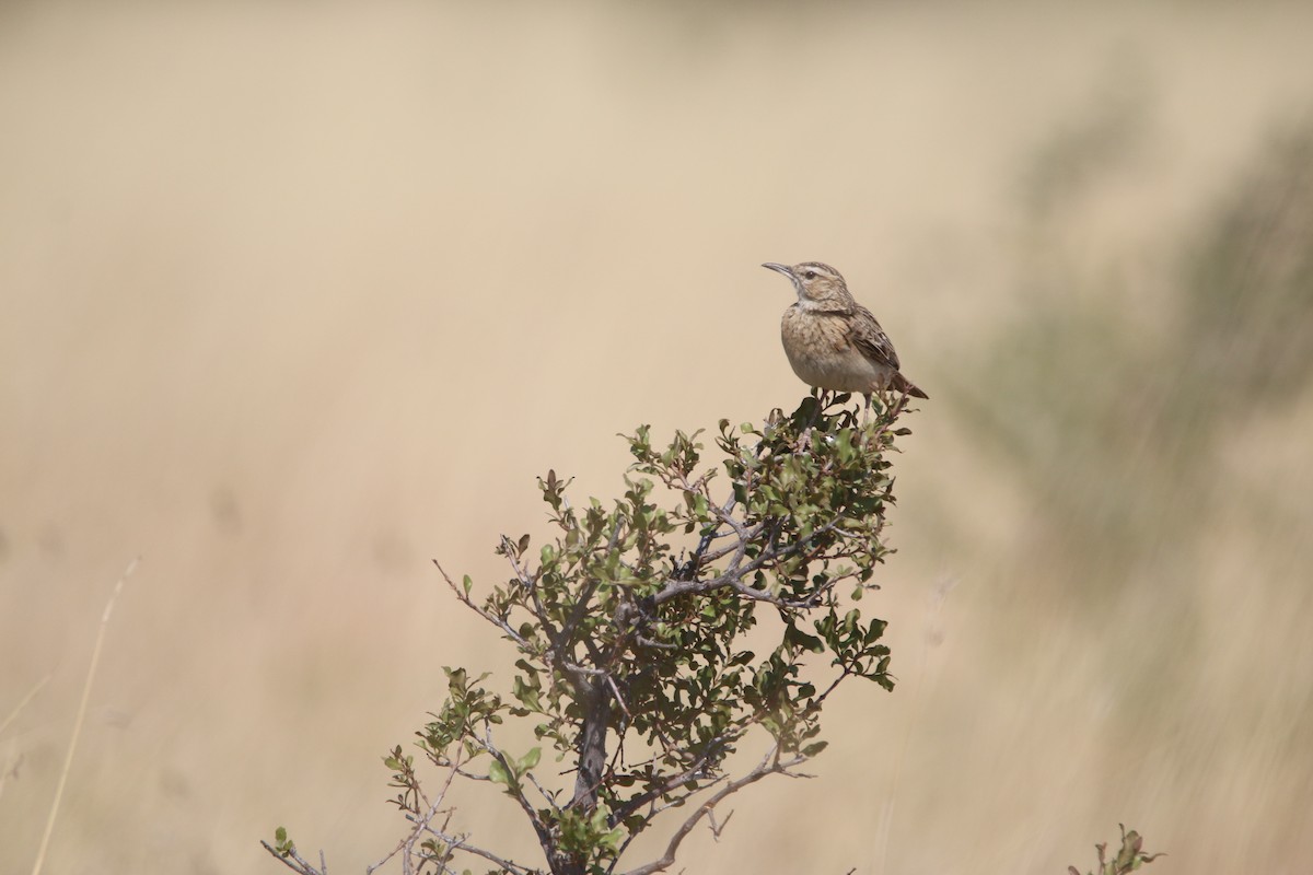 Short-clawed Lark - ML652031822