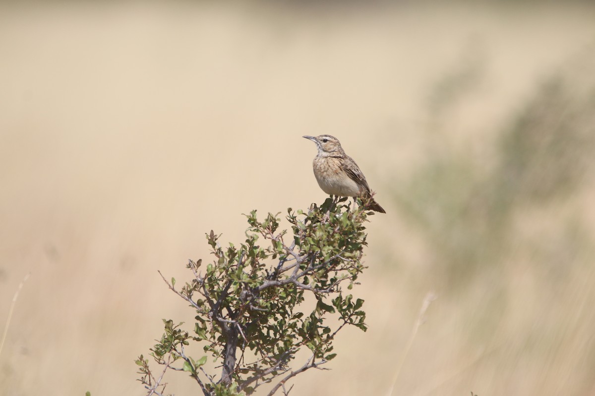 Short-clawed Lark - ML652031823
