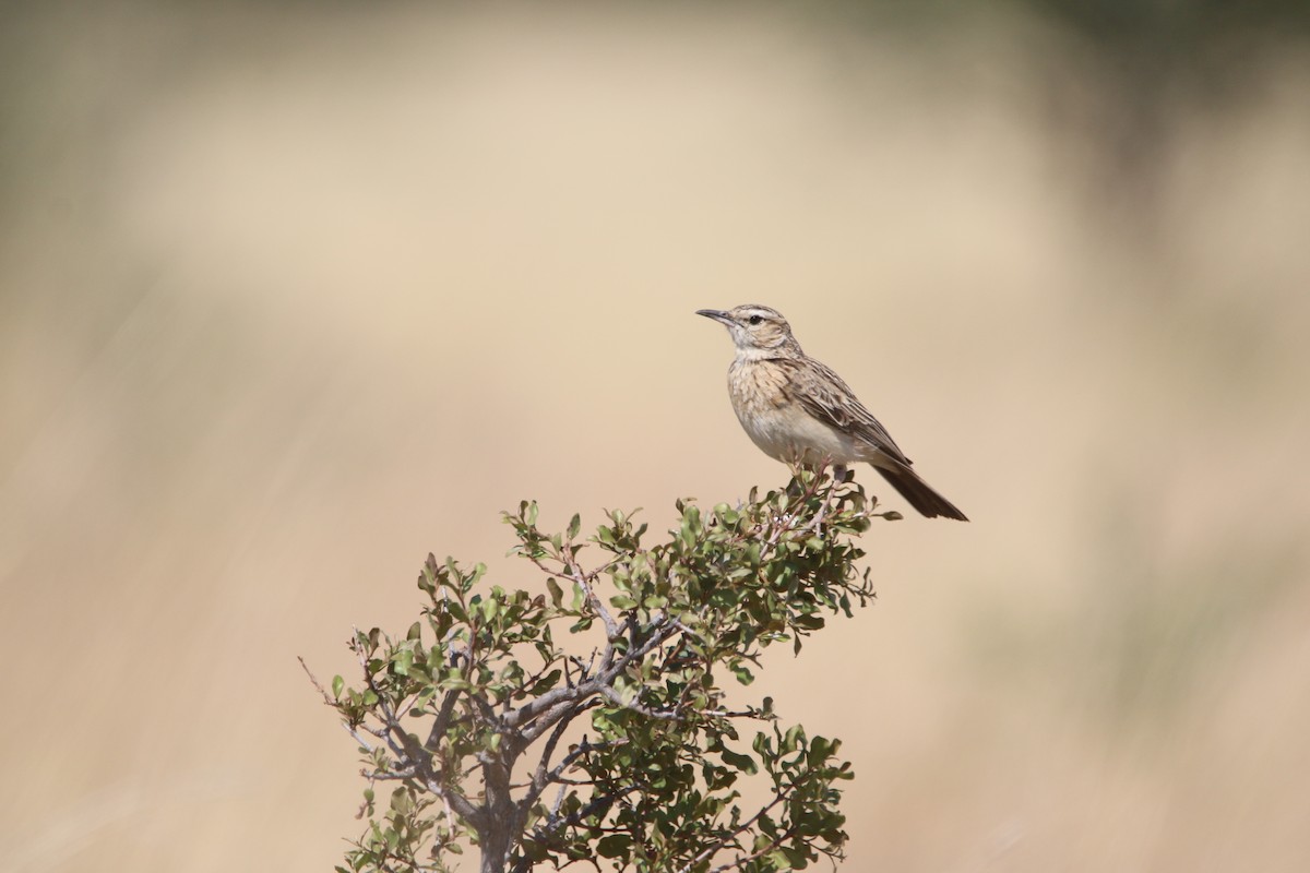 Short-clawed Lark - ML652031824