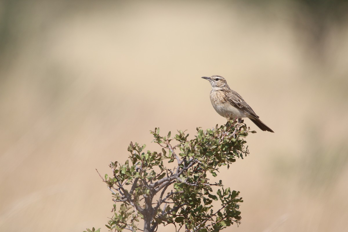 Short-clawed Lark - ML652031825