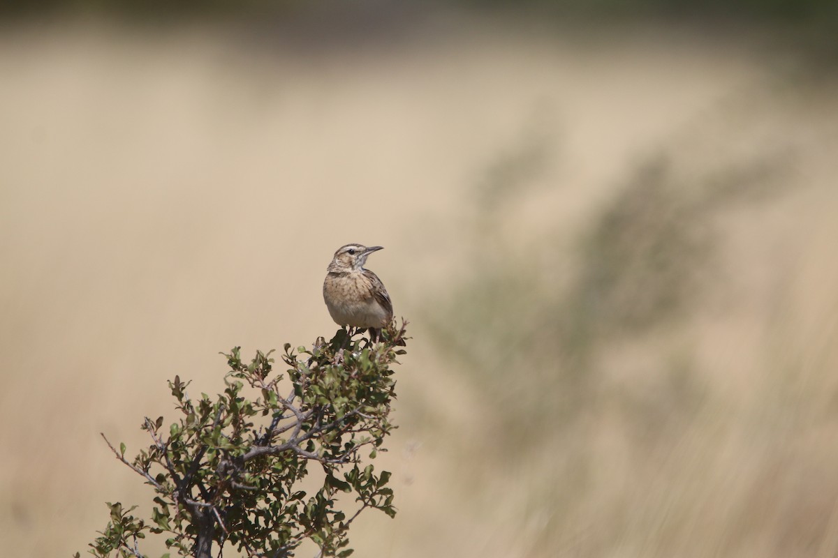 Short-clawed Lark - ML652031826