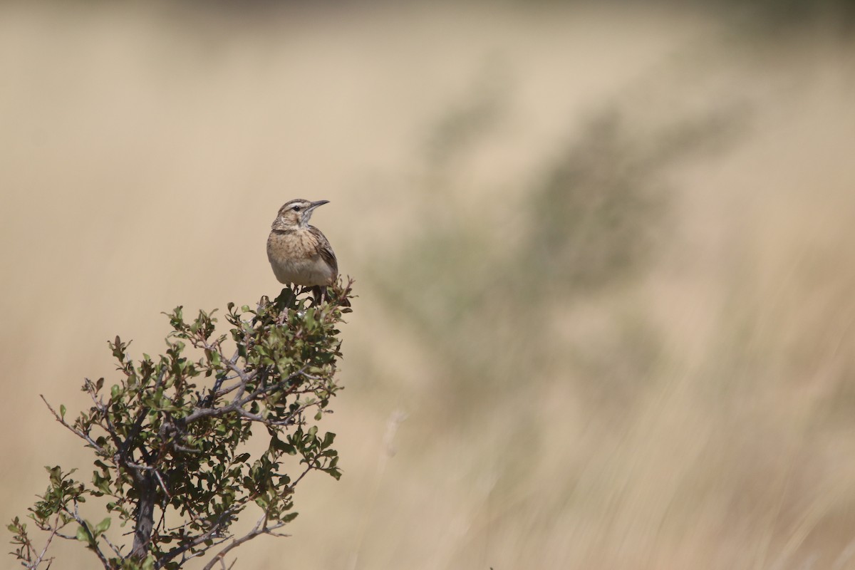 Short-clawed Lark - ML652031827