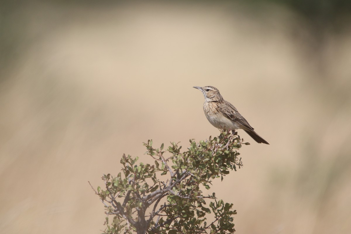 Short-clawed Lark - ML652031828