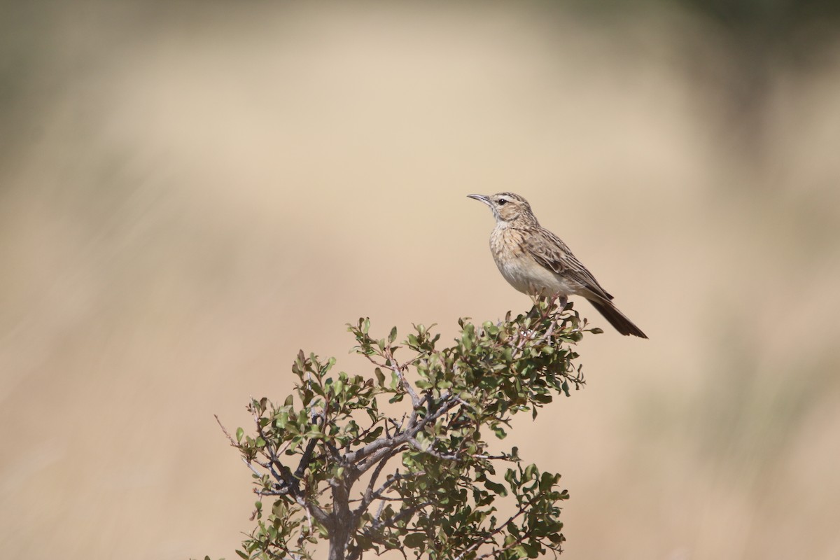 Short-clawed Lark - ML652031829
