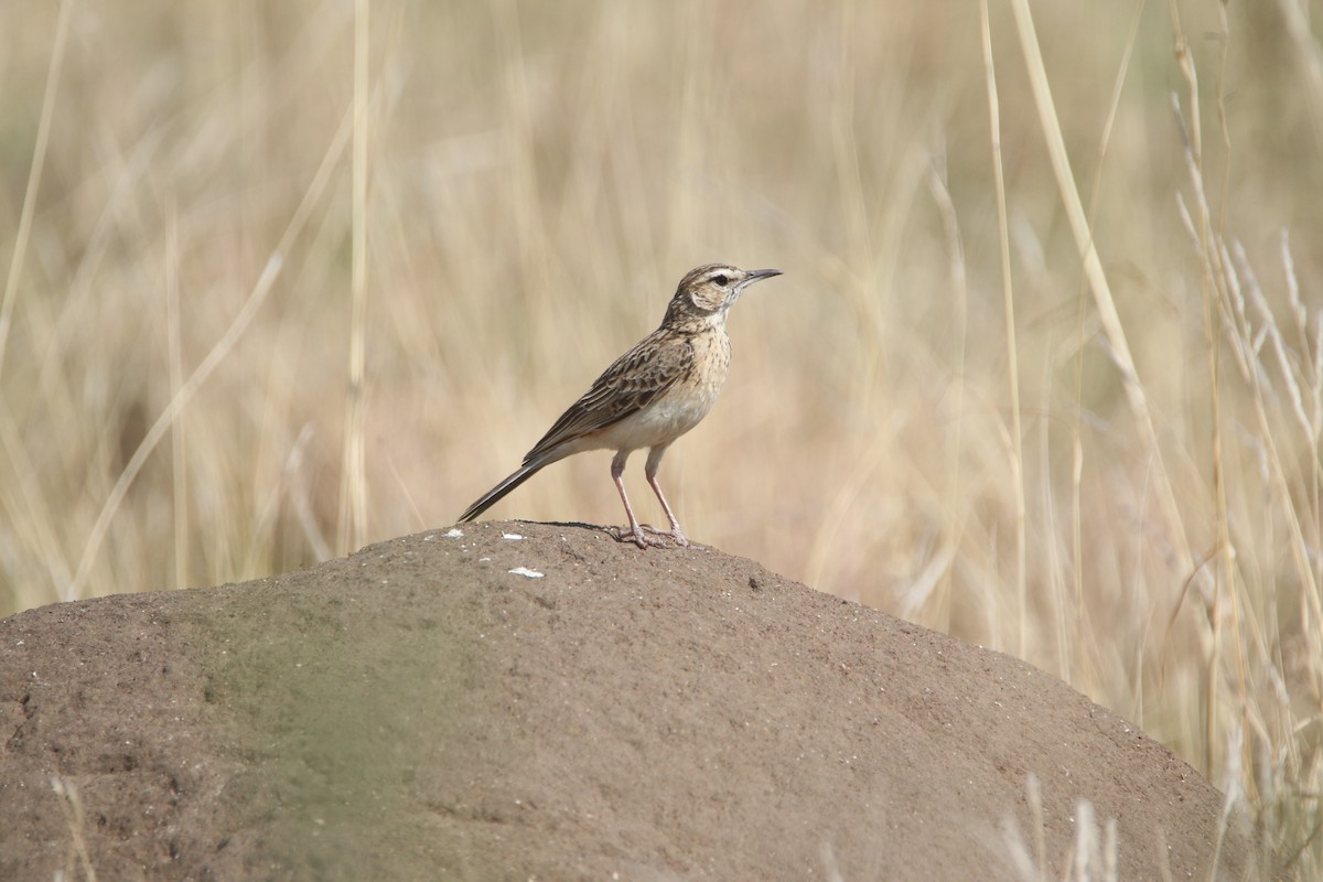 Short-clawed Lark - ML652031830