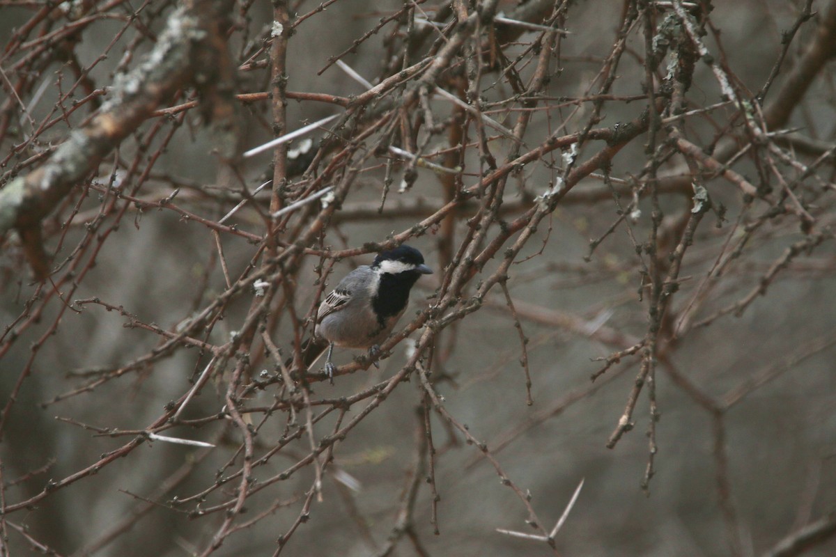 Ashy Tit - ML652031860