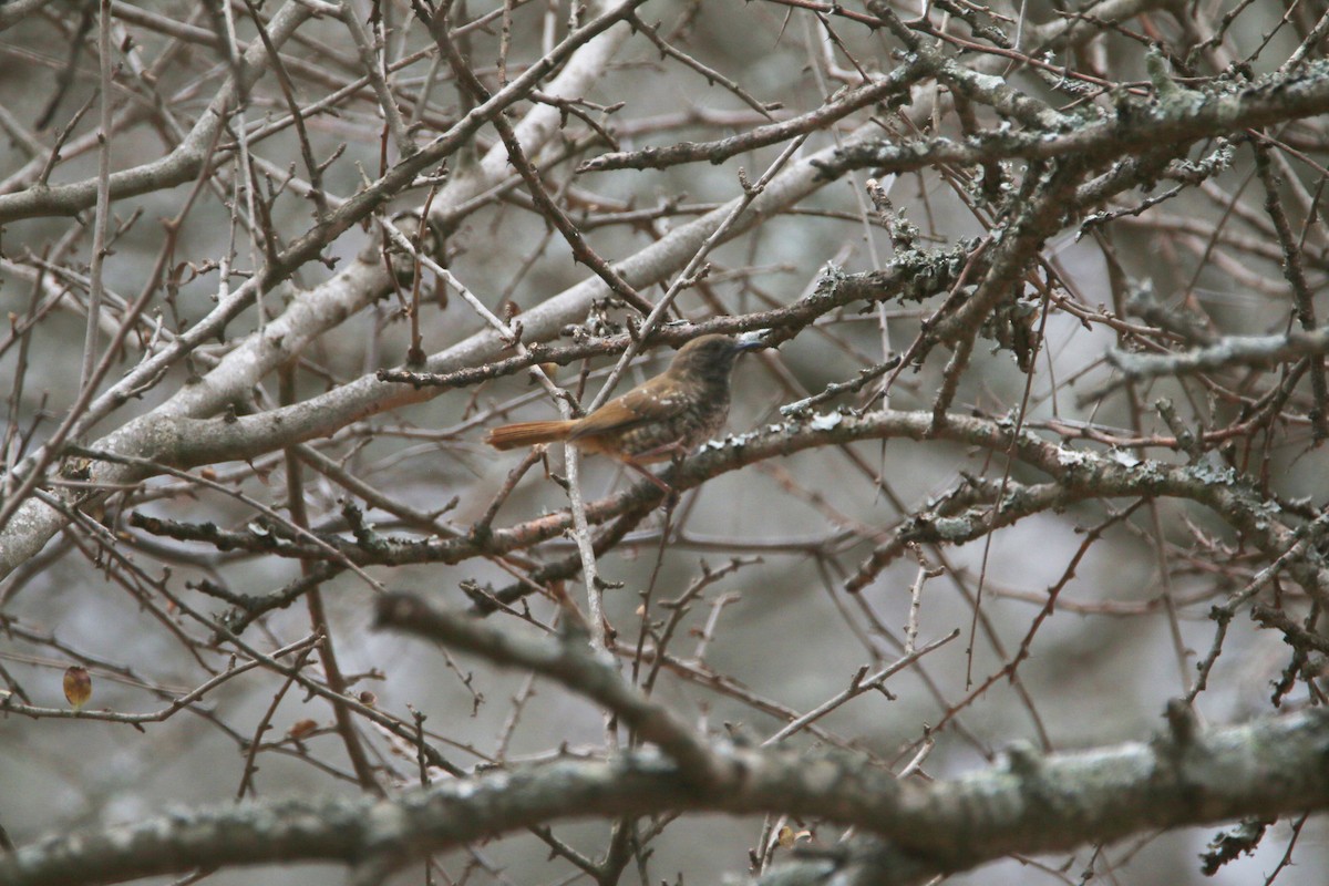 Barred Wren-Warbler - ML652031892