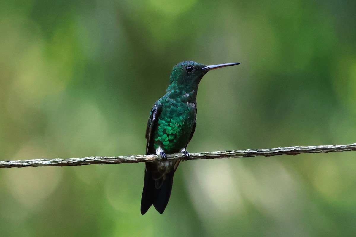 eBird Checklist - 12 Feb 2026 - Demostrativa Don Miguel Reserva Natural ...