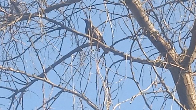 Storno - ML652032886