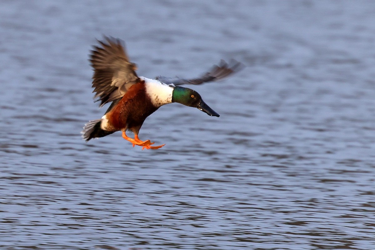 Mestolone - ML652032919