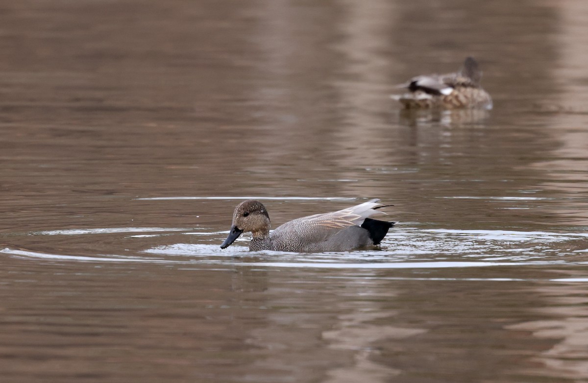 Canapiglia - ML652032924