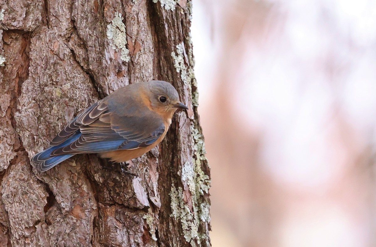 Eastern Bluebird - ML652032933