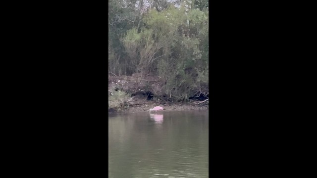 Roseate Spoonbill - ML652033134