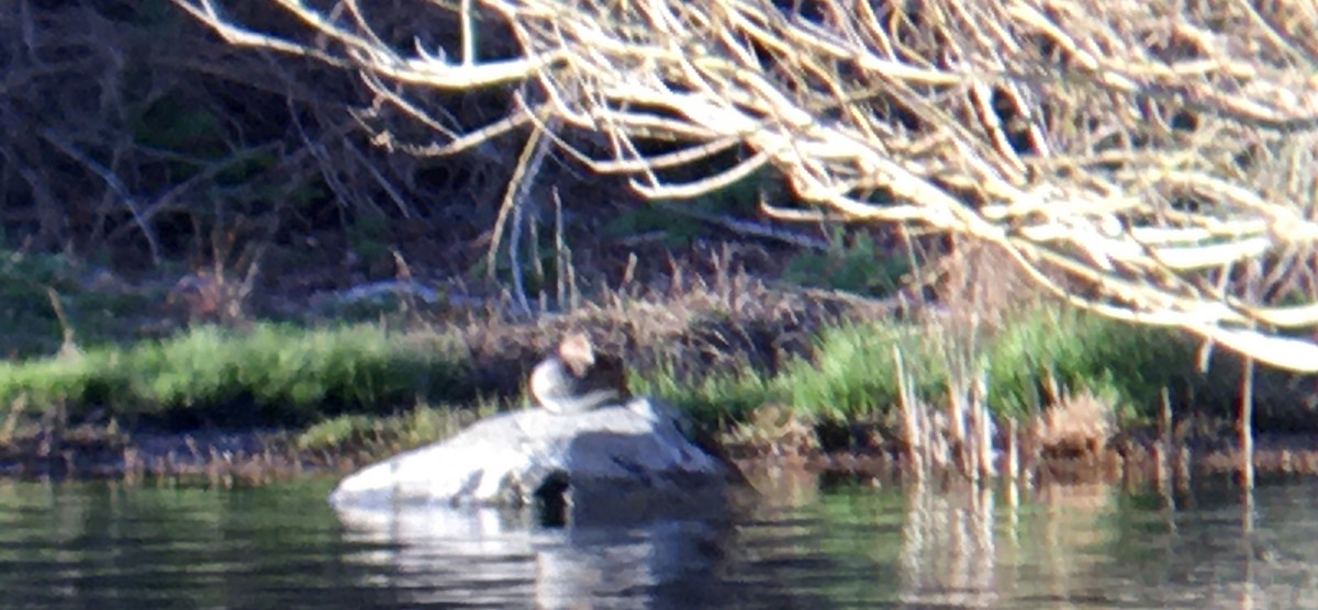 Kappensäger - ML652033226