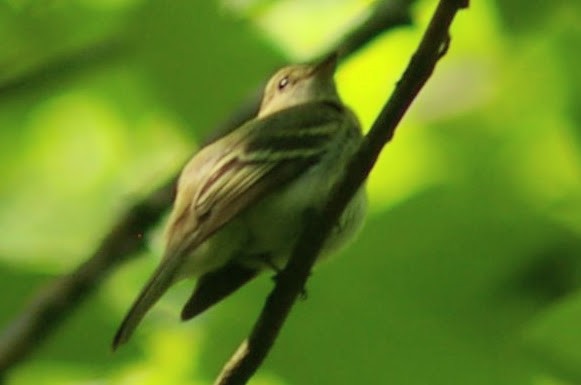 Восточный мухолов - ML652033367