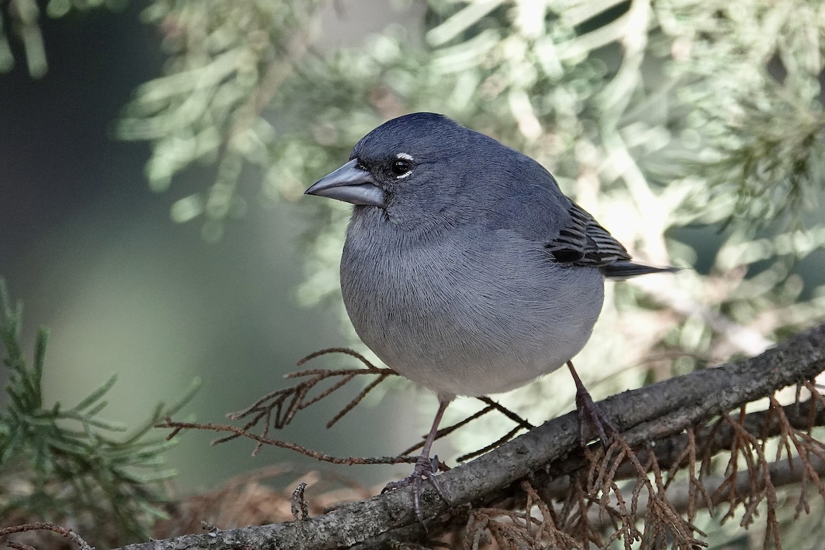 Tenerife Blue Chaffinch - ML652033565