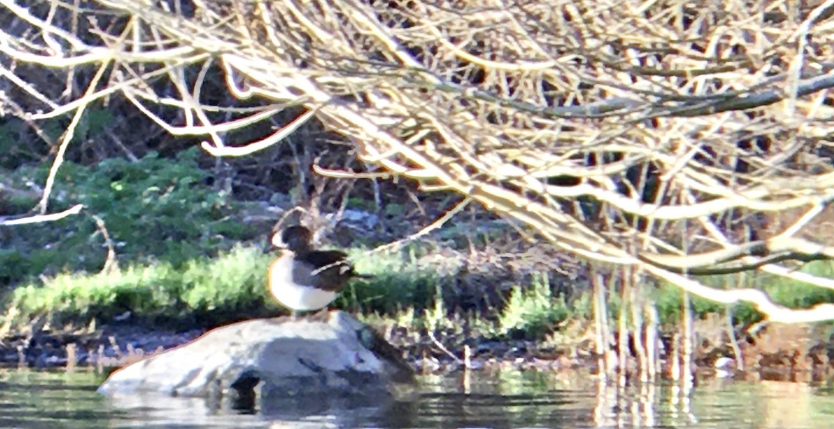 Kappensäger - ML652033686