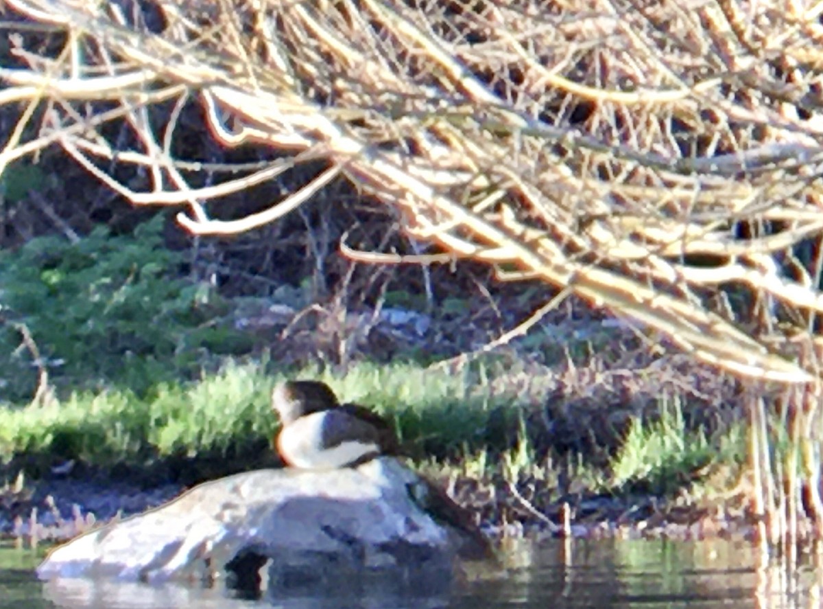 Kappensäger - ML652033689