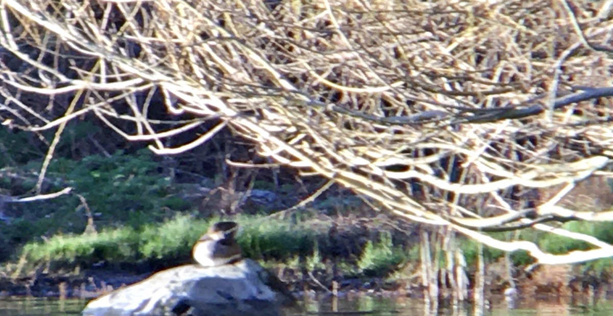 Kappensäger - ML652033746