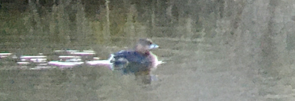 Bindentaucher - ML652034013