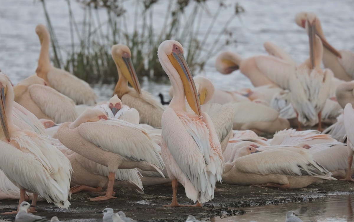 Пелікан рожевий - ML652034046