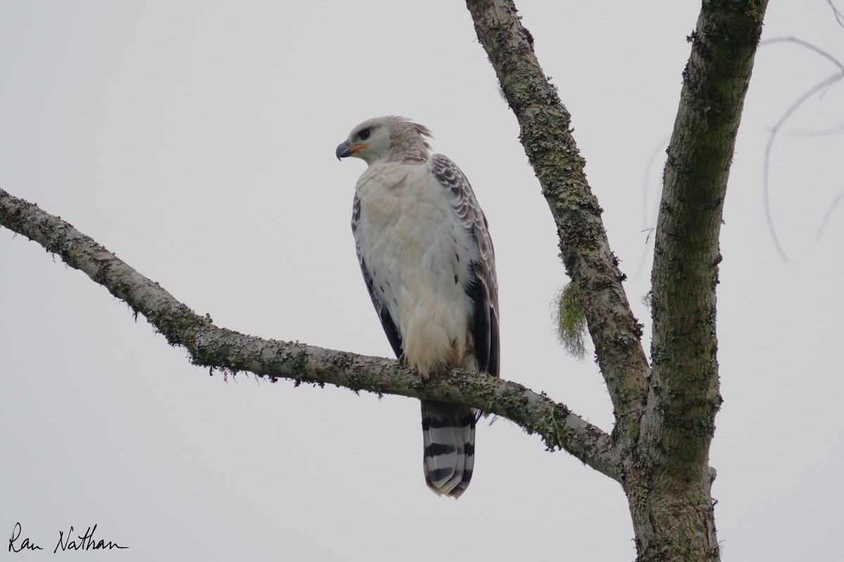 Crowned Eagle - ML652034154