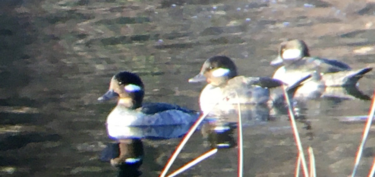 Büffelkopfente - ML652034156