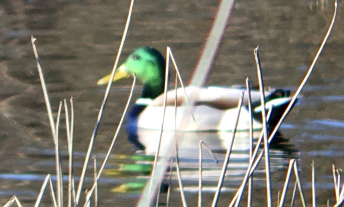 Stockente - ML652034406