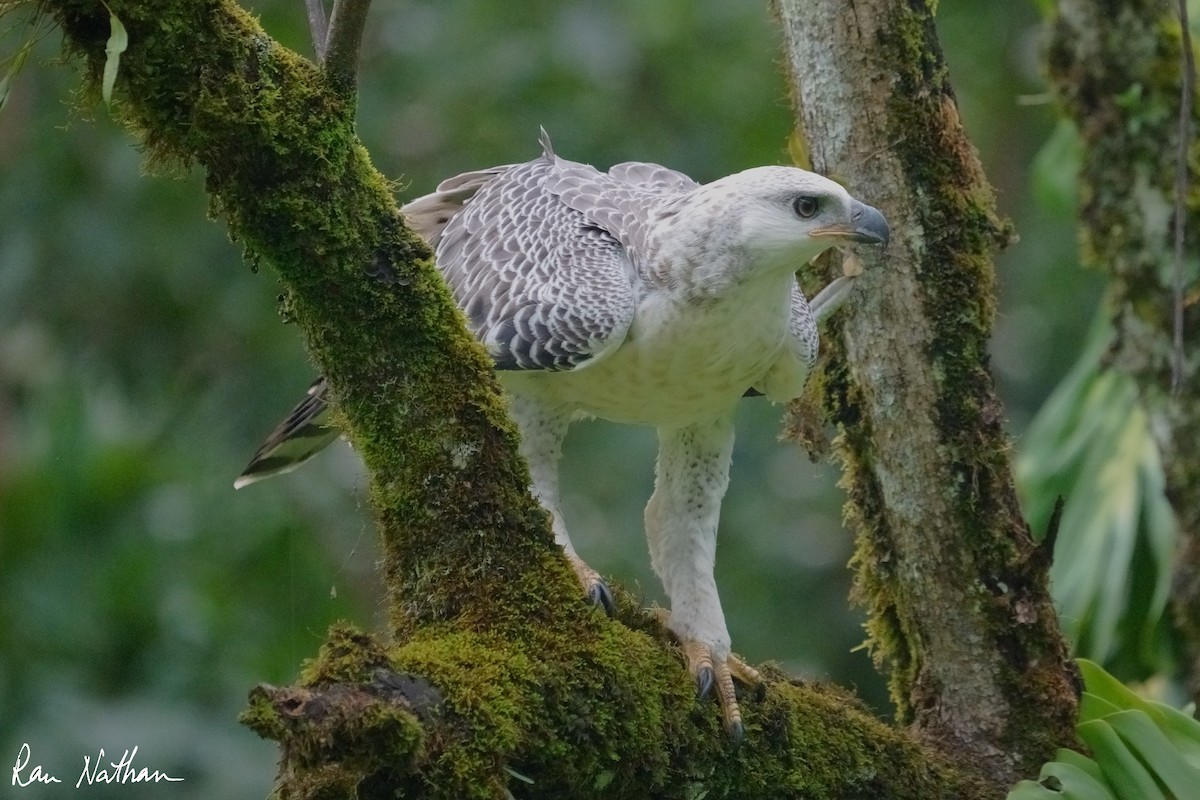 Crowned Eagle - ML652034509